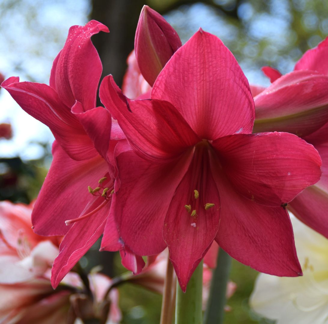 Amaryllis